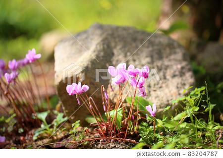 仙客來鮮花 83204787