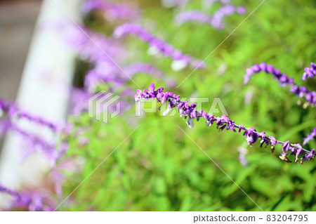 Salvia leucansa flowers Salvia leucansa flowers 83204795