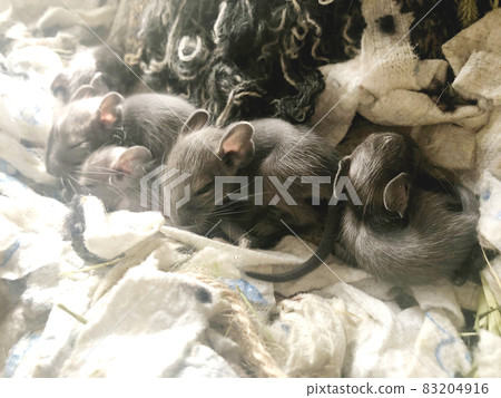 Degu: Baby nap immediately after birth, small animal pet 83204916