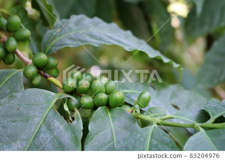 藍紋咖啡水果背景 83204976