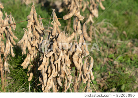 Soybean cultivation field that has reached the harvest time (November) 83205090