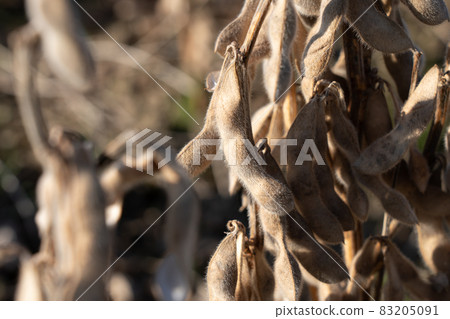 Soybean cultivation field that has reached the harvest time (November) 83205091