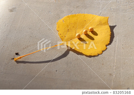 A row of galls on a yellow poplar leaf A row of galls on a yellow poplar leaf 83205168