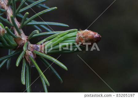 Bud tip of needles opening on a spruce tree 83205197