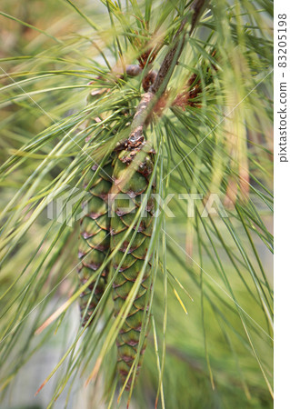 Cones and needles on a White Columnar Pine tree 83205198