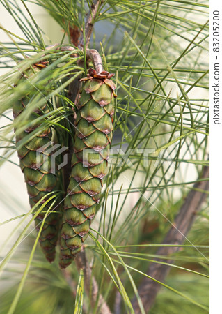 Cones and needles on a White Columnar Pine tree Cones and needles on a White Columnar Pine tree 83205200
