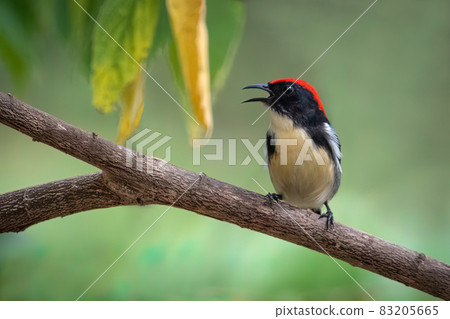 Image of Scarlet-backed Flowerpecker Bird on nature background. Animals. Image of Scarlet-backed Flowerpecker Bird on nature background. Animals. 83205665