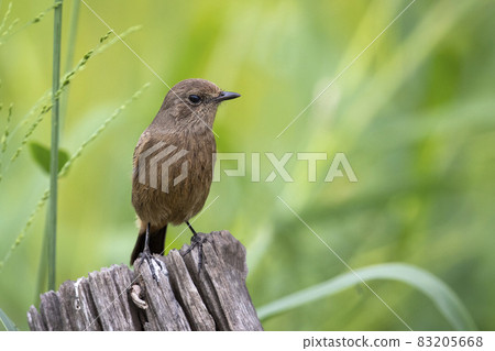 Image of Asian Brown Flycatcher (Muscicapa dauurica) on stump on nature background. Bird. Animals. 83205668