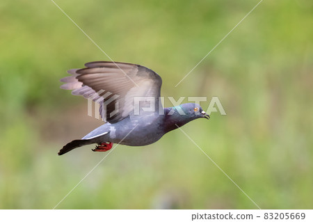 Image of pigeon flying on nature background. Bird, Animals. Image of pigeon flying on nature background. Bird, Animals. 83205669
