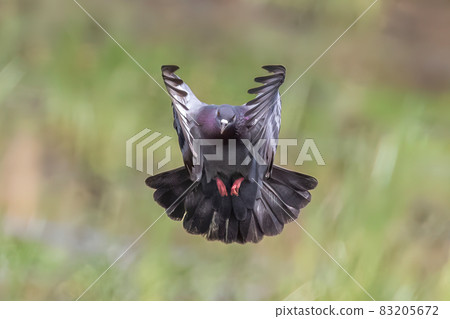 Image of pigeon flying on nature background. Bird, Animals. Image of pigeon flying on nature background. Bird, Animals. 83205672
