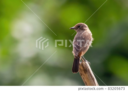 Image of Asian Brown Flycatcher (Muscicapa dauurica) on branch on nature background. Bird. Animals. Image of Asian Brown Flycatcher (Muscicapa dauurica) on branch on nature background. Bird. Animals. 83205673