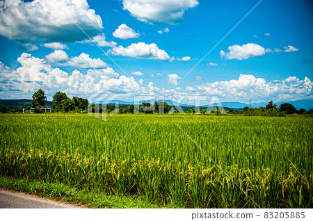 Sky, fields and rice fields Sky, fields and rice fields 83205885