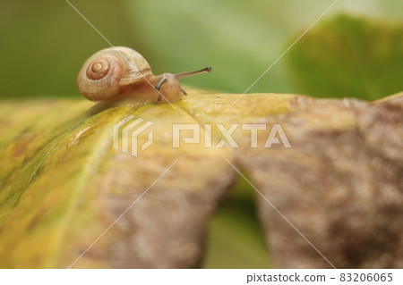Small Snail 83206065