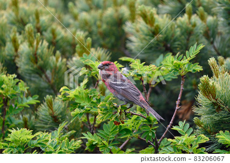 Male of Ginzan Machiko (Daisetsuzan, Hokkaido) 83206067