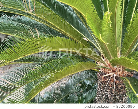 Cycads grown in a park in Ibaraki City, Osaka Prefecture 83206090
