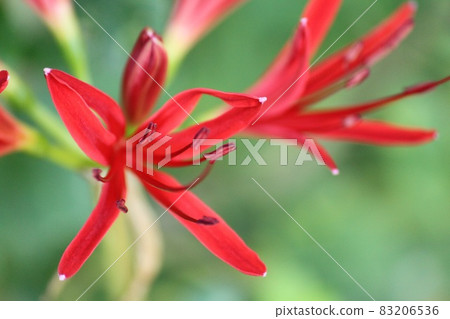Cluster amaryllis 83206536