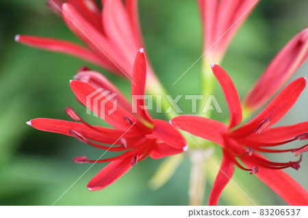 Cluster amaryllis 83206537