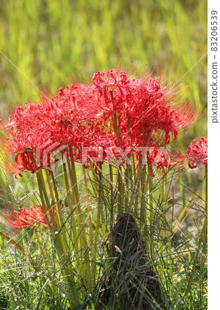 Cluster amaryllis 83206539