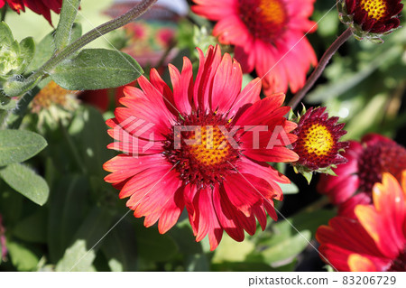 A background of red and yellow blanket flowers 83206729