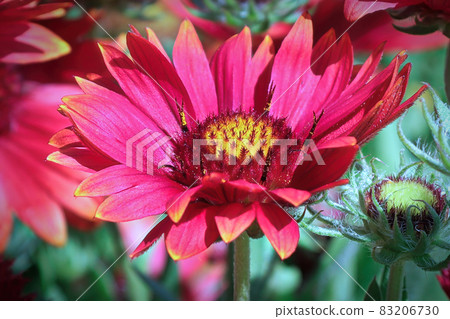 Closeup of the head of a single gaillardia flower 83206730