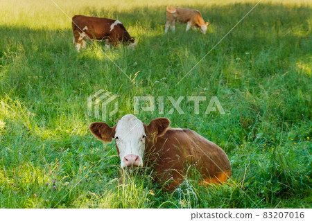 Funny newborn brown calf lies in the meadow Funny newborn brown calf lies in the meadow 83207016