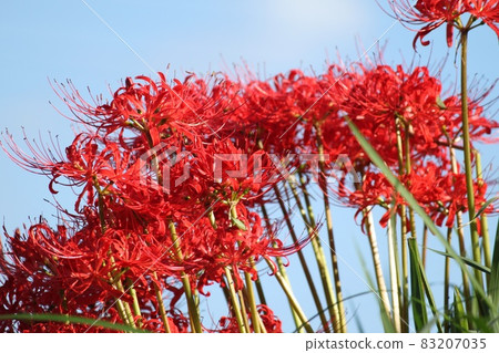 Cluster amaryllis 83207035