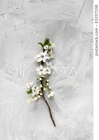 Fresh branch with white flowers on gray background. Spring concept. Minimalist flat lay, top view, copy space 83207298