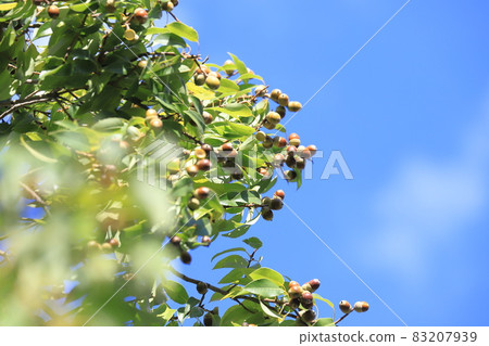A white oak tree that bears many fruits A white oak tree that bears many fruits 83207939