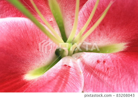 macro close-up of Easter Lily(Longflower Lily) 83208043