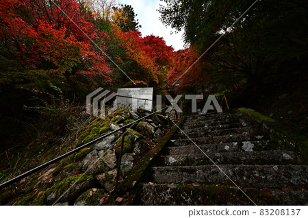 青倉神社的秋葉 青倉神社的秋葉 83208137