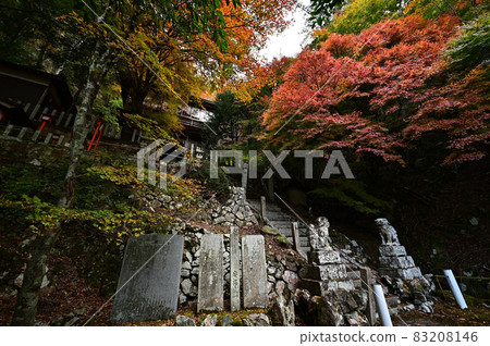 Autumn leaves of Aokura Shrine Autumn leaves of Aokura Shrine 83208146