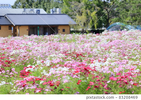 Nabana no Sato Cosmos in full bloom Nabana no Sato Cosmos in full bloom 83208469