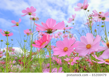 Nabana no Sato Cosmos in full bloom 83208479