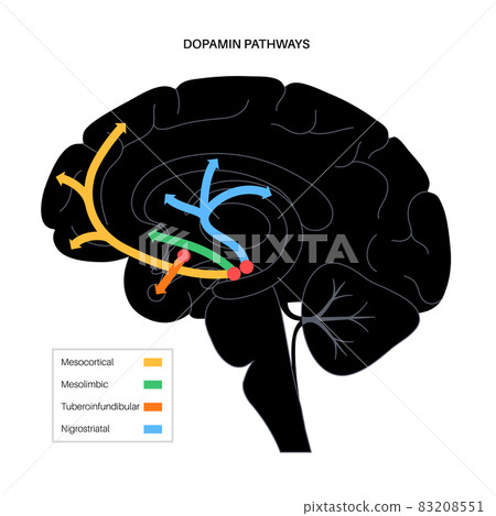 Dopamine pathway concept 83208551