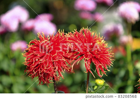 Nabana no Sato Dahlia in full bloom 83208568