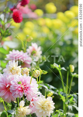 Nabana no Sato Dahlia in full bloom Nabana no Sato Dahlia in full bloom 83208590