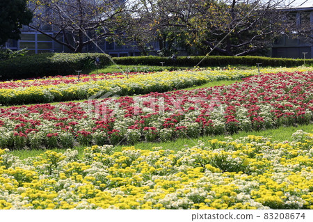 Nabana no Sato Autumn Flowers Nabana no Sato Autumn Flowers 83208674