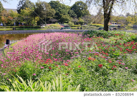 Nabana no Sato Autumn Flowers 83208694