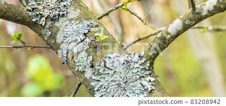 Lichen Parmelia sulcata on tree bark with young green spring shoots 83208942
