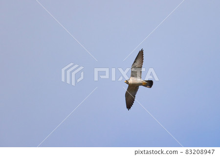 Flying falcon Flying falcon 83208947