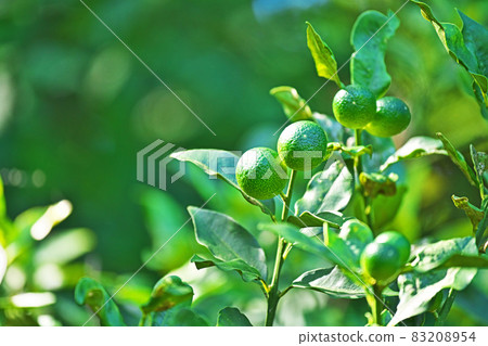 Green kumquat fruit Green kumquat fruit 83208954