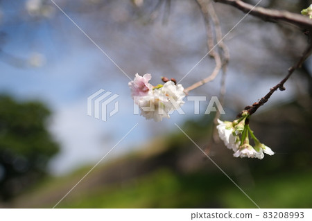 菊池公園的江戶彼岸櫻花樹 菊池公園的江戶彼岸櫻花樹 83208993