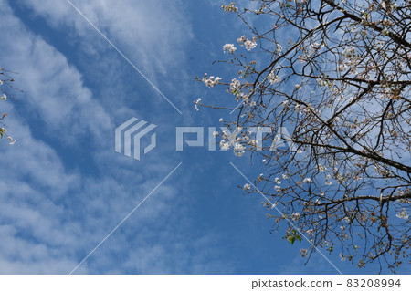 菊池公園的江戶彼岸櫻花樹 菊池公園的江戶彼岸櫻花樹 83208994