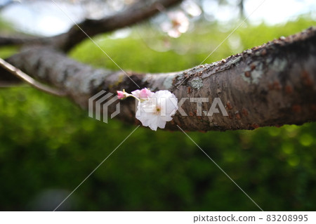 菊池公園的江戶彼岸櫻花樹 菊池公園的江戶彼岸櫻花樹 83208995