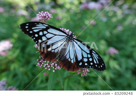 Chestnut tiger in Kuju Flower Park 83209248