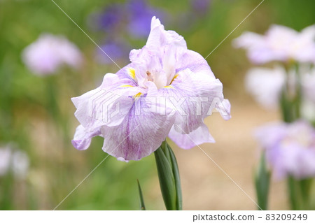 Hanashobu Sakuragawa Hanashobu Sakuragawa 83209249