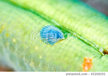 Starfish Starfish 83209291