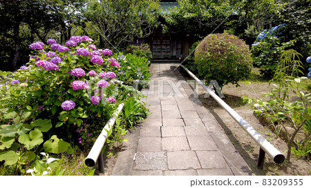 西鎌倉永勝寺的繡球花 83209355