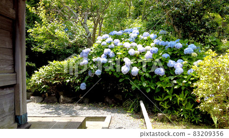 Hydrangea at Eishoji Temple in Nishi-Kamakura Hydrangea at Eishoji Temple in Nishi-Kamakura 83209356