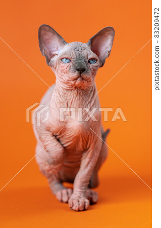 Blue store mink sphynx